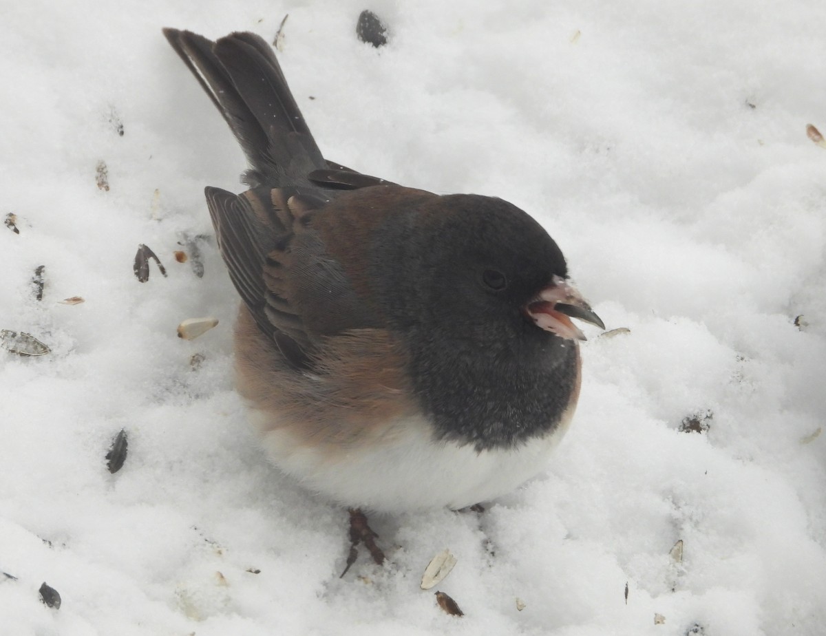 Dark-eyed Junco - ML646243669