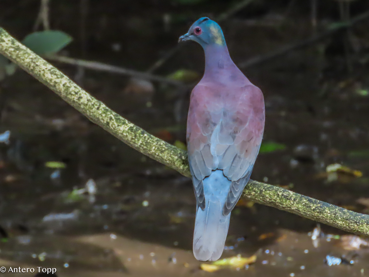 Paloma Colorada - ML646243671
