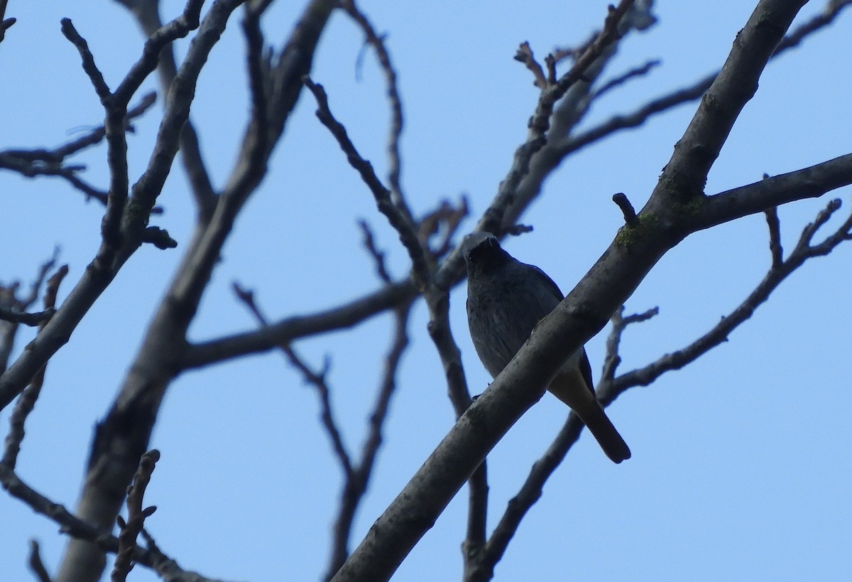 Rougequeue noir - ML646243675