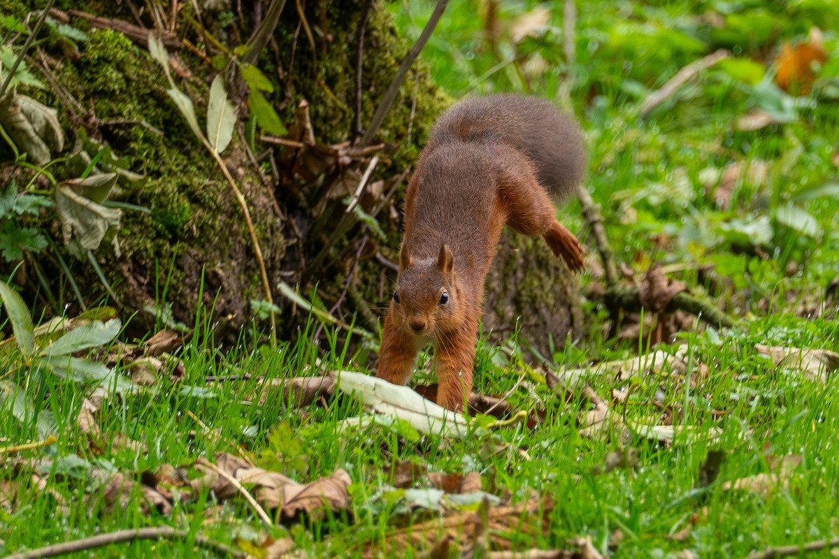 British Red Squirrel - ML646243701