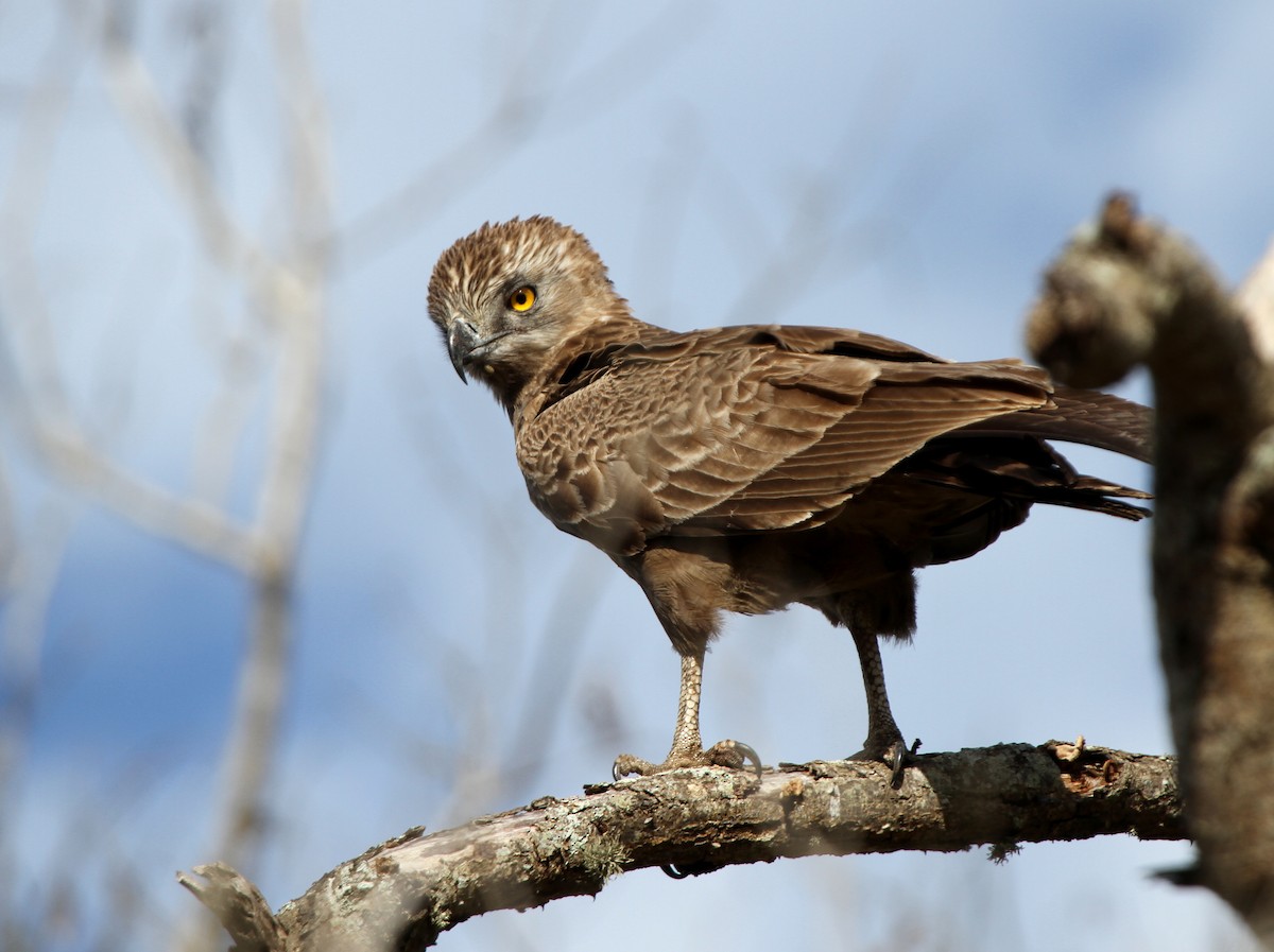 Brown Snake-Eagle - ML646243704