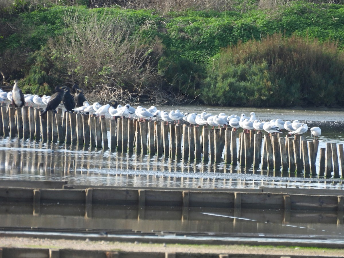 Black-headed Gull - ML646243705