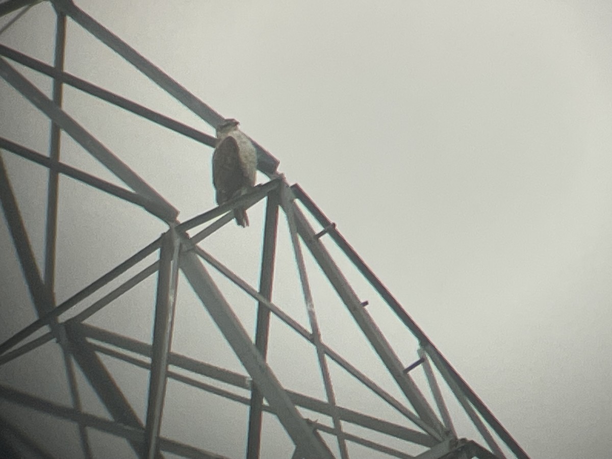 káně královská - ML646243732