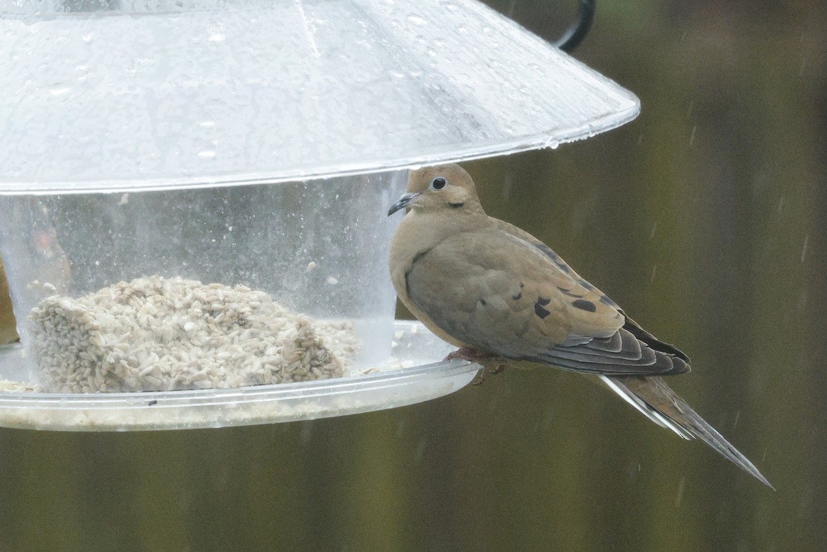 Mourning Dove - ML646243736