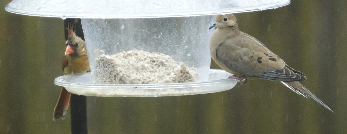 Northern Cardinal - ML646243741