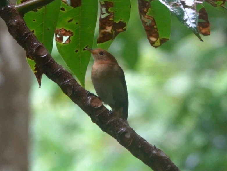 Tahiti Monarch - ML646243743