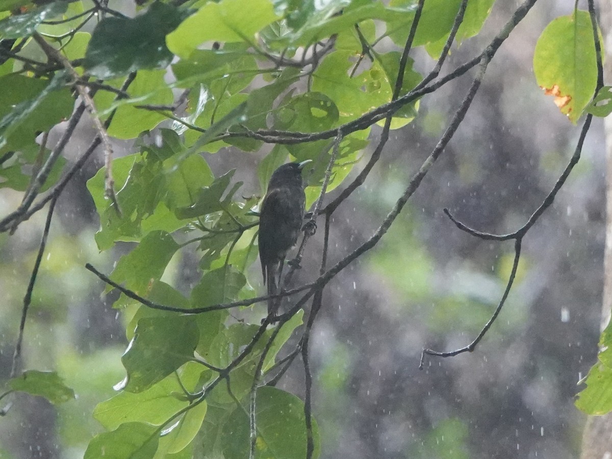 Tahiti Monarch - ML646243744