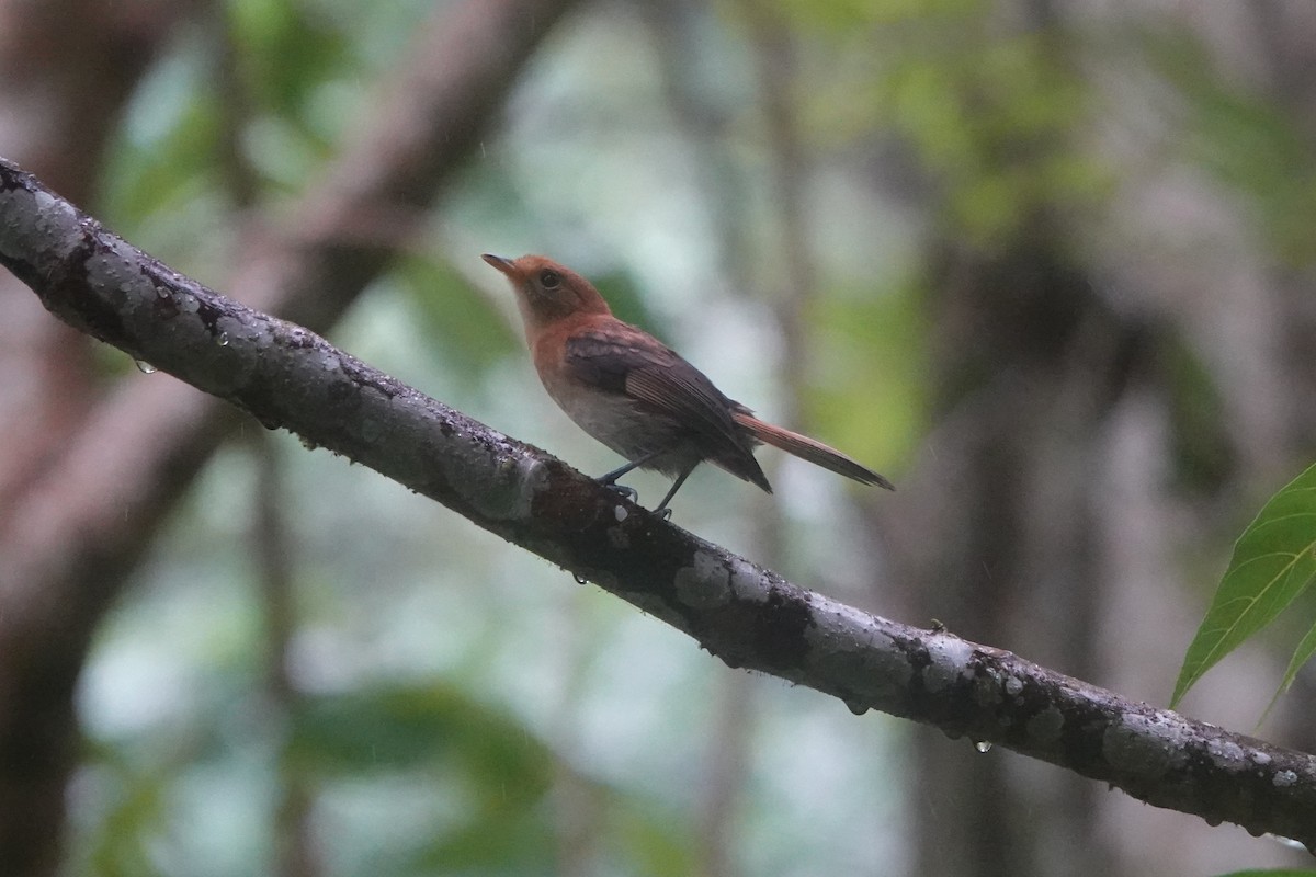 Tahiti Monarch - ML646243745