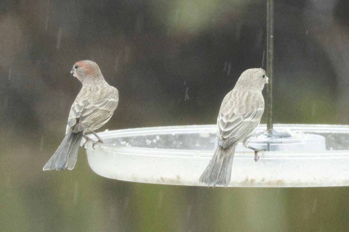 House Finch - ML646243746