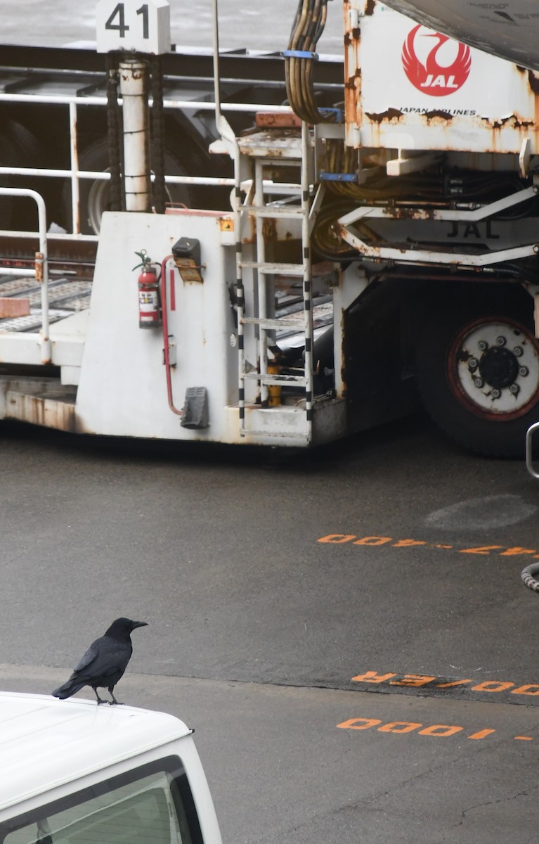 Carrion Crow - ML646243748