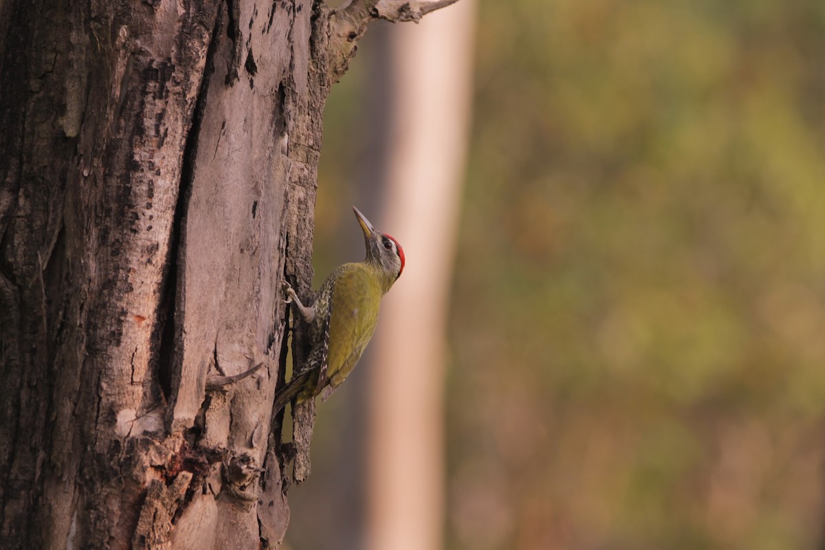 Streak-throated Woodpecker - ML646243749