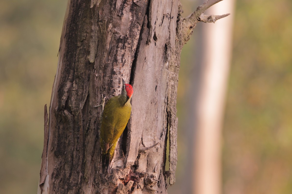Streak-throated Woodpecker - ML646243750