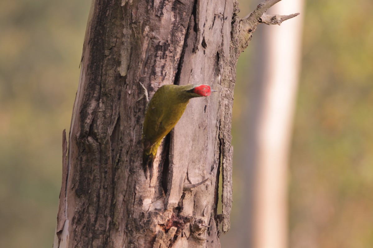 Streak-throated Woodpecker - ML646243751
