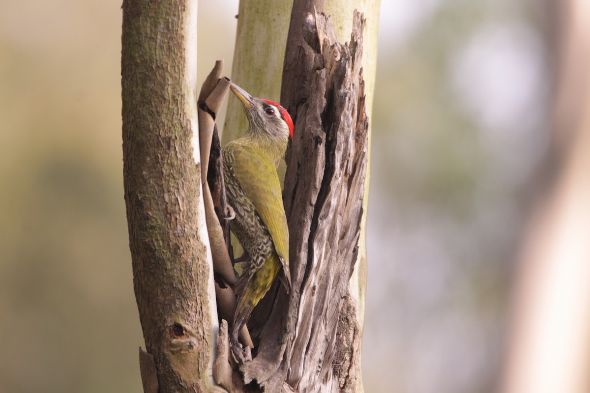 Streak-throated Woodpecker - ML646243752