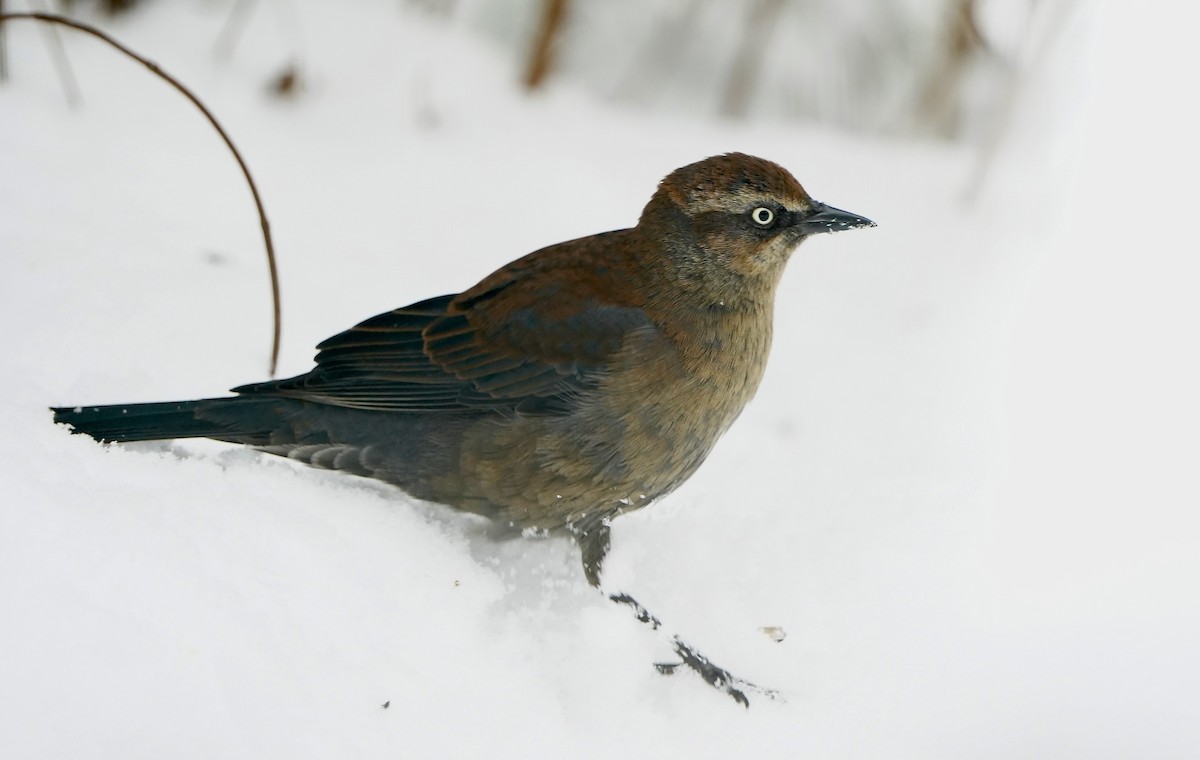Rusty Blackbird - ML646243753
