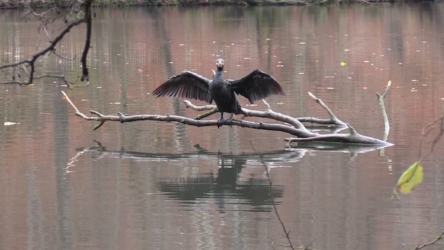 Great Cormorant - ML646243755