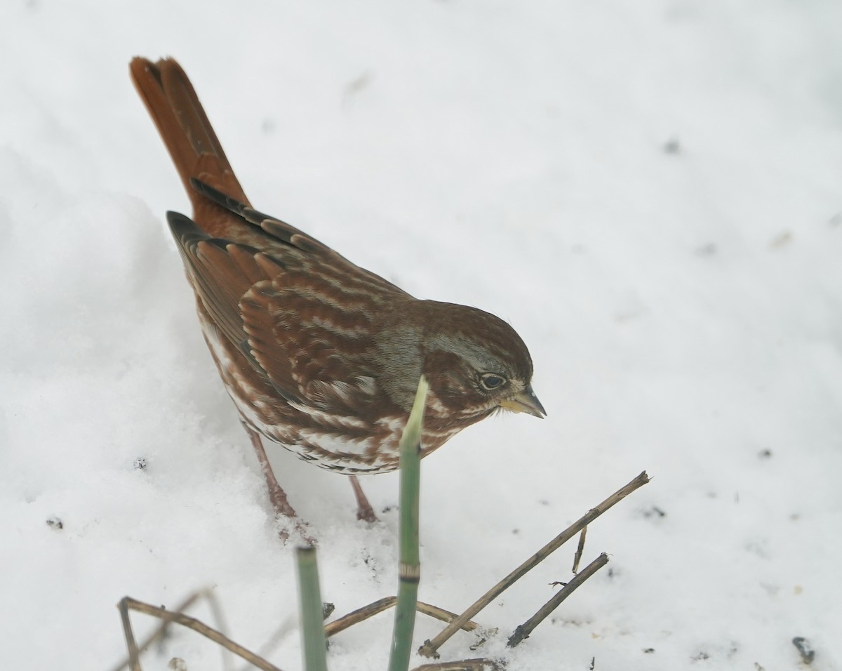 Fox Sparrow - ML646243775