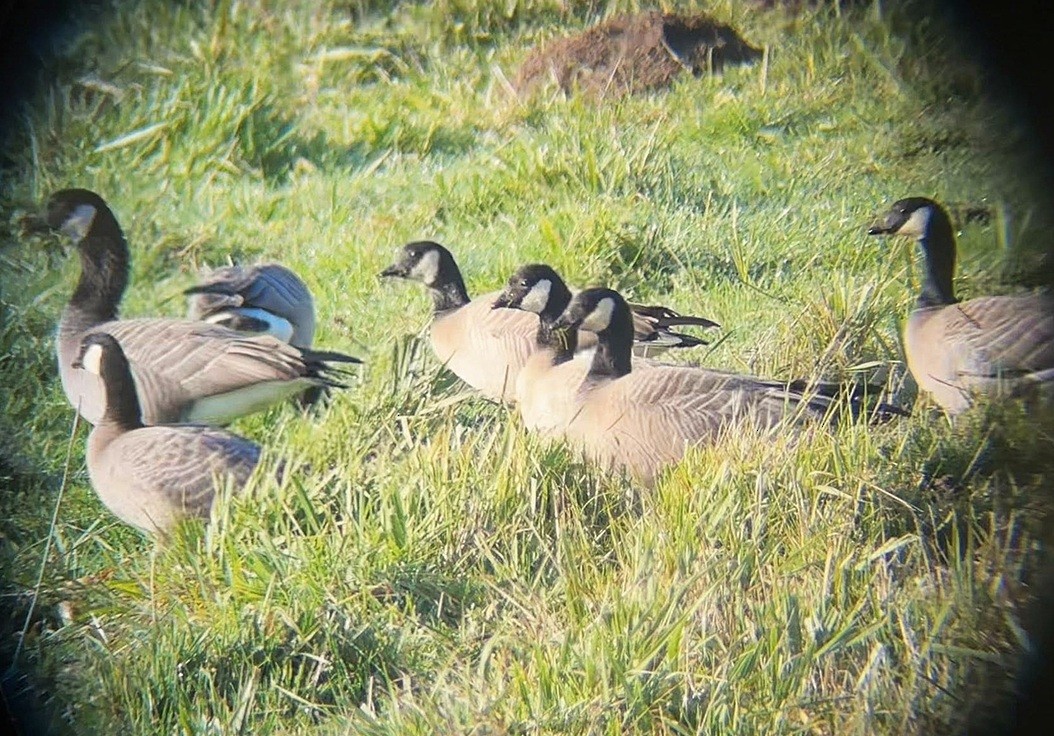 Cackling Goose - ML646243783