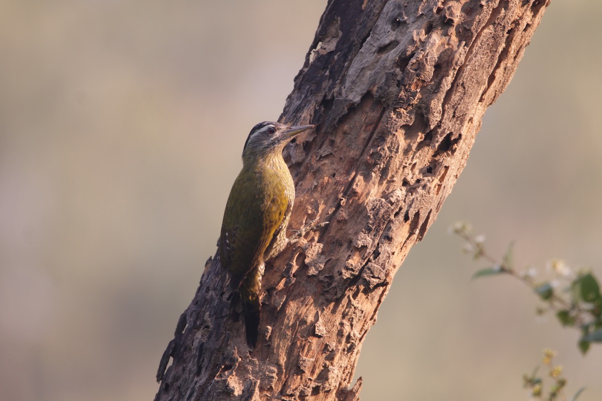 Streak-throated Woodpecker - ML646243793
