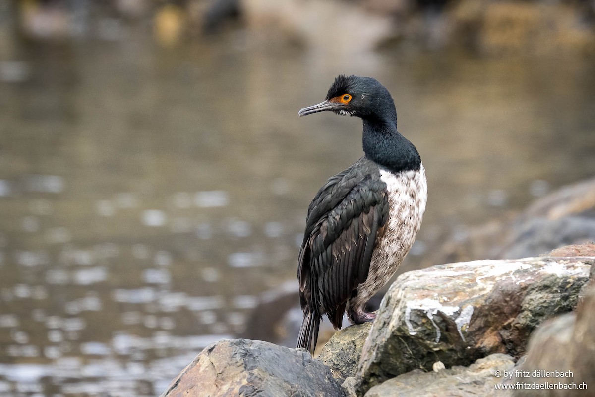 Magellanic Cormorant - ML646243795