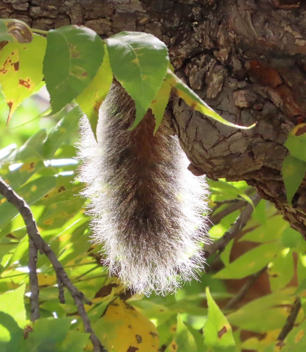 Arizona Gray Squirrel - ML646243799
