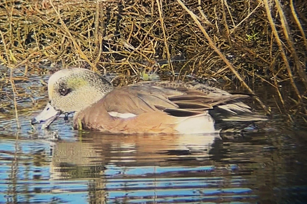American Wigeon - ML646243800