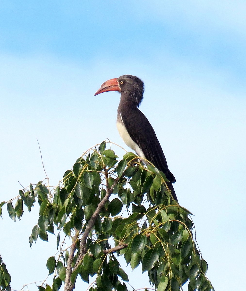 Crowned Hornbill - ML646243801