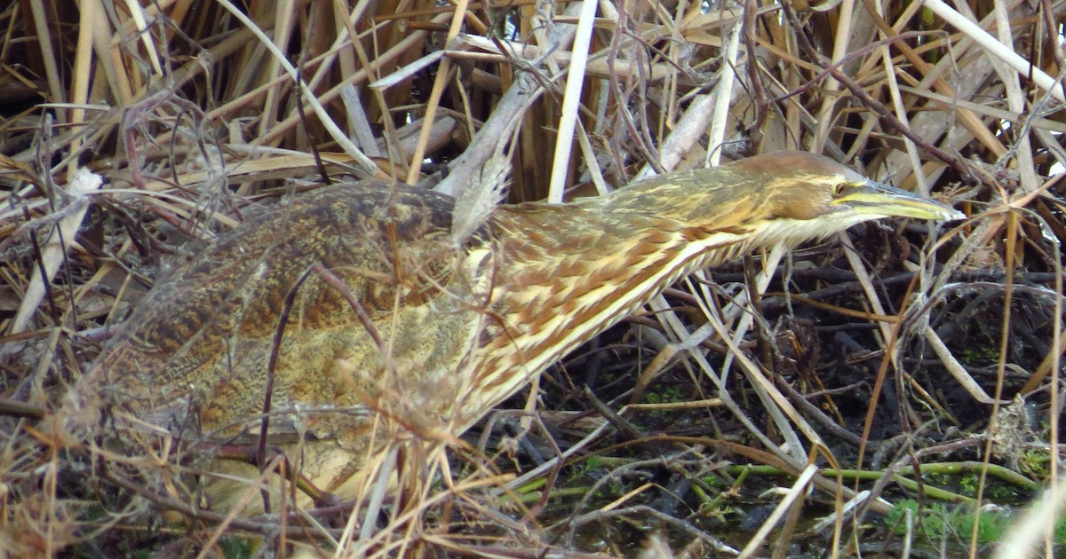 Американская выпь - ML646243808