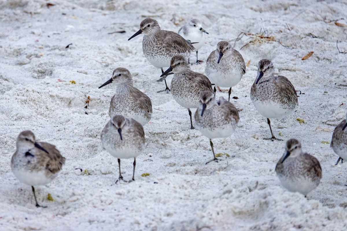 Bécasseau maubèche - ML646243812