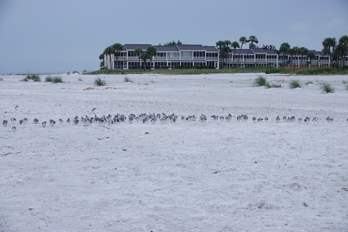 Bécasseau maubèche - ML646243813