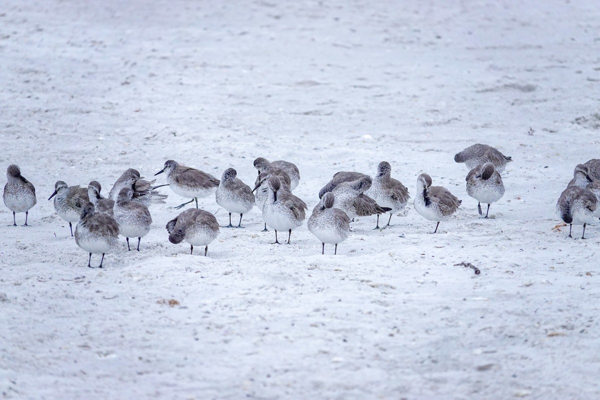 Bécasseau maubèche - ML646243814