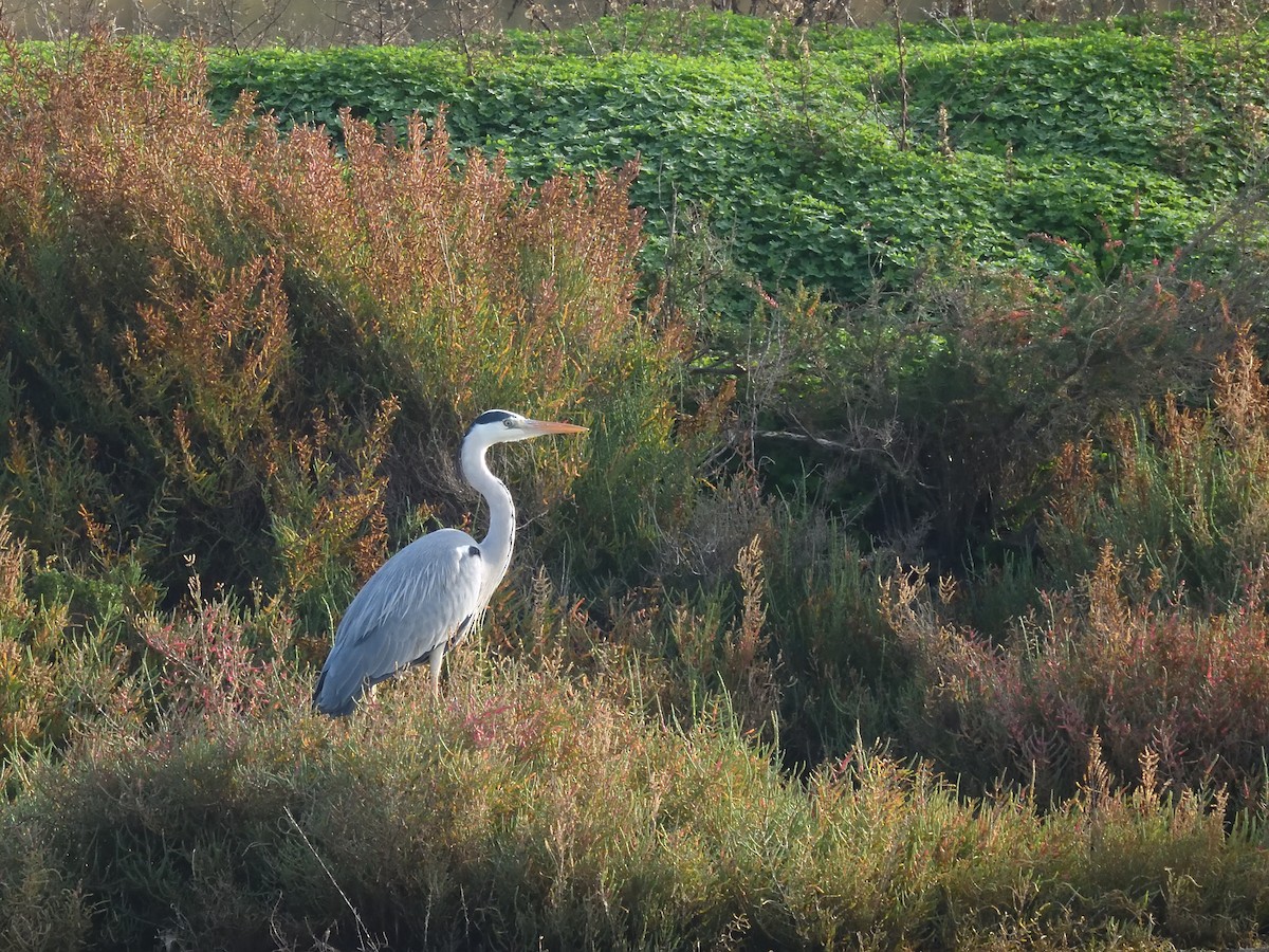 Gray Heron - ML646243829