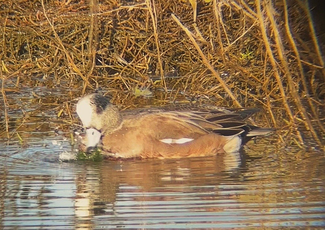 American Wigeon - ML646243836