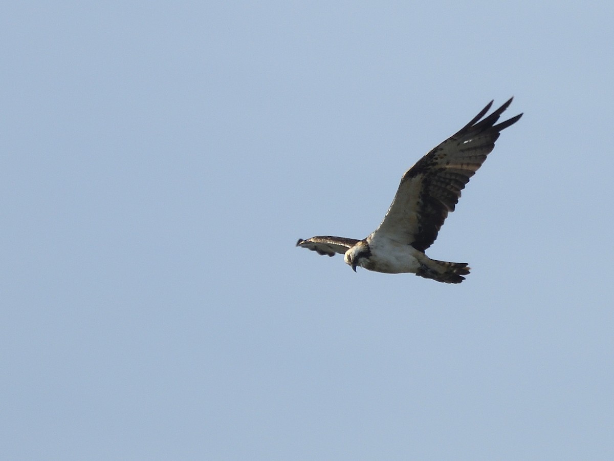 Osprey - ML646243841
