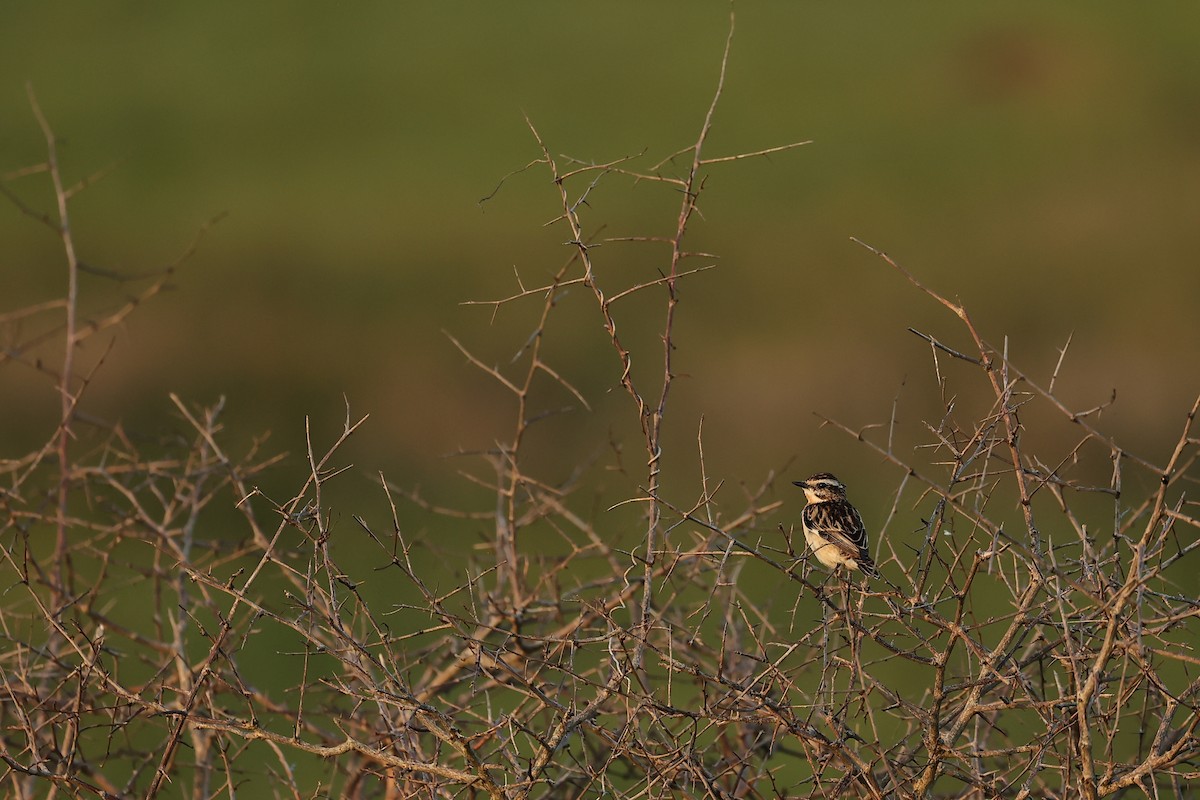 Whinchat - ML646243843