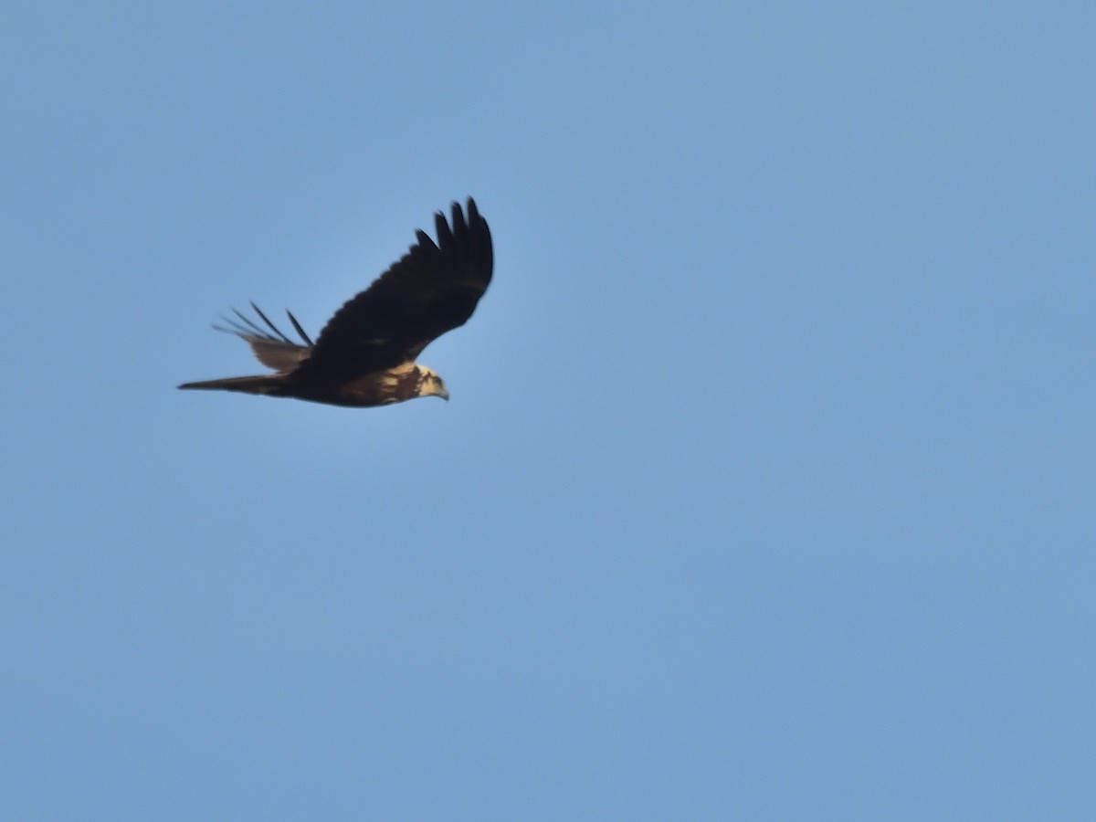 Western Marsh Harrier - ML646243846