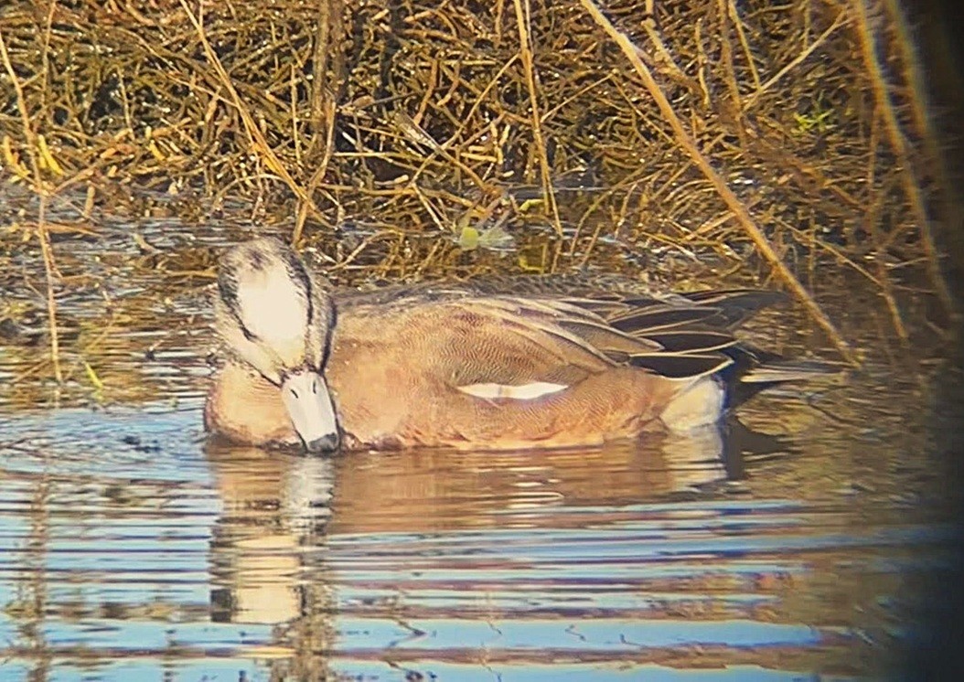 American Wigeon - ML646243847