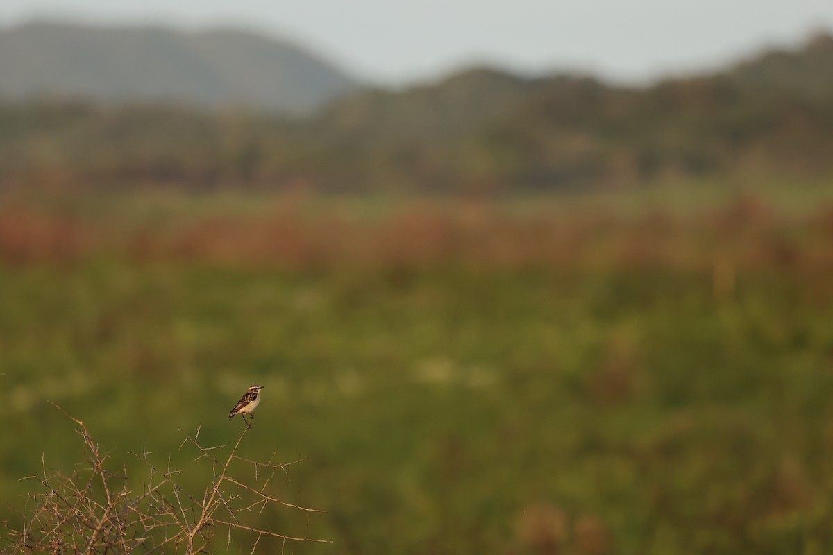 Whinchat - ML646243858