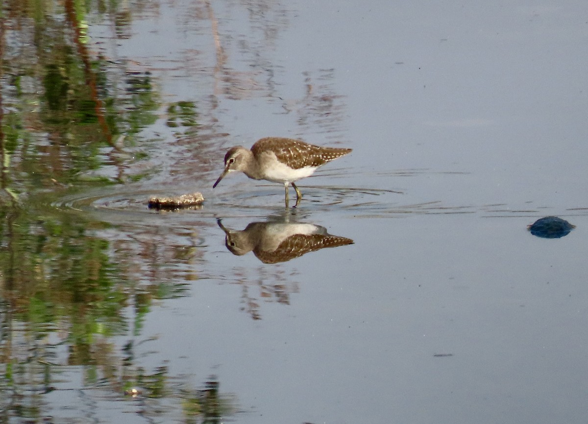 Wood Sandpiper - ML646243860