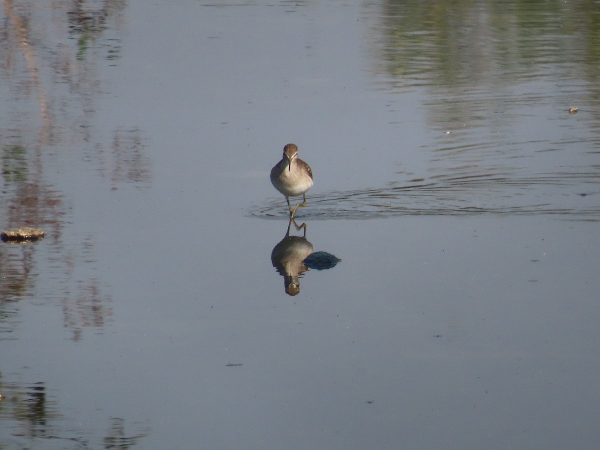 Wood Sandpiper - ML646243863