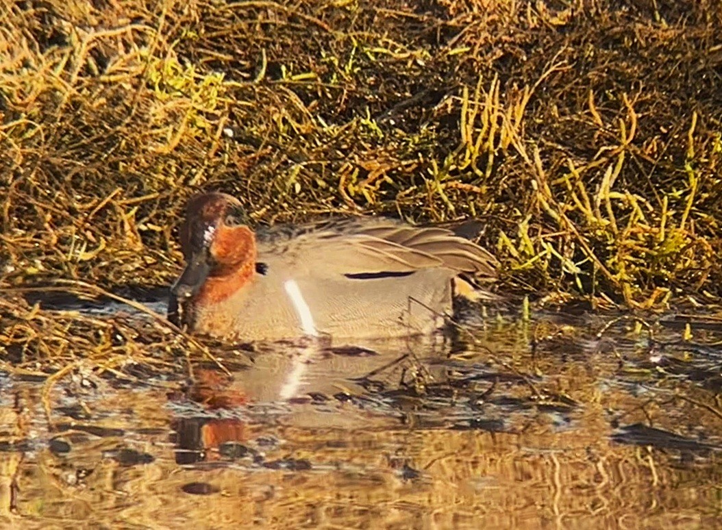 Green-winged Teal - ML646243867