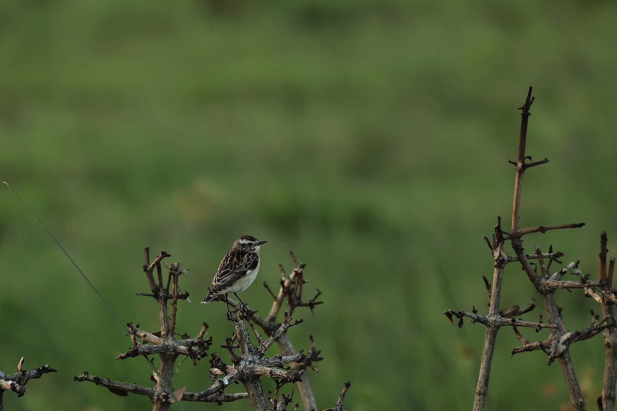 Whinchat - ML646243870