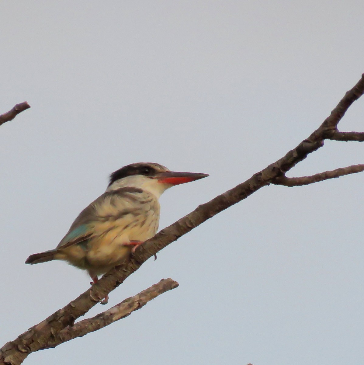 Striped Kingfisher - ML646243871