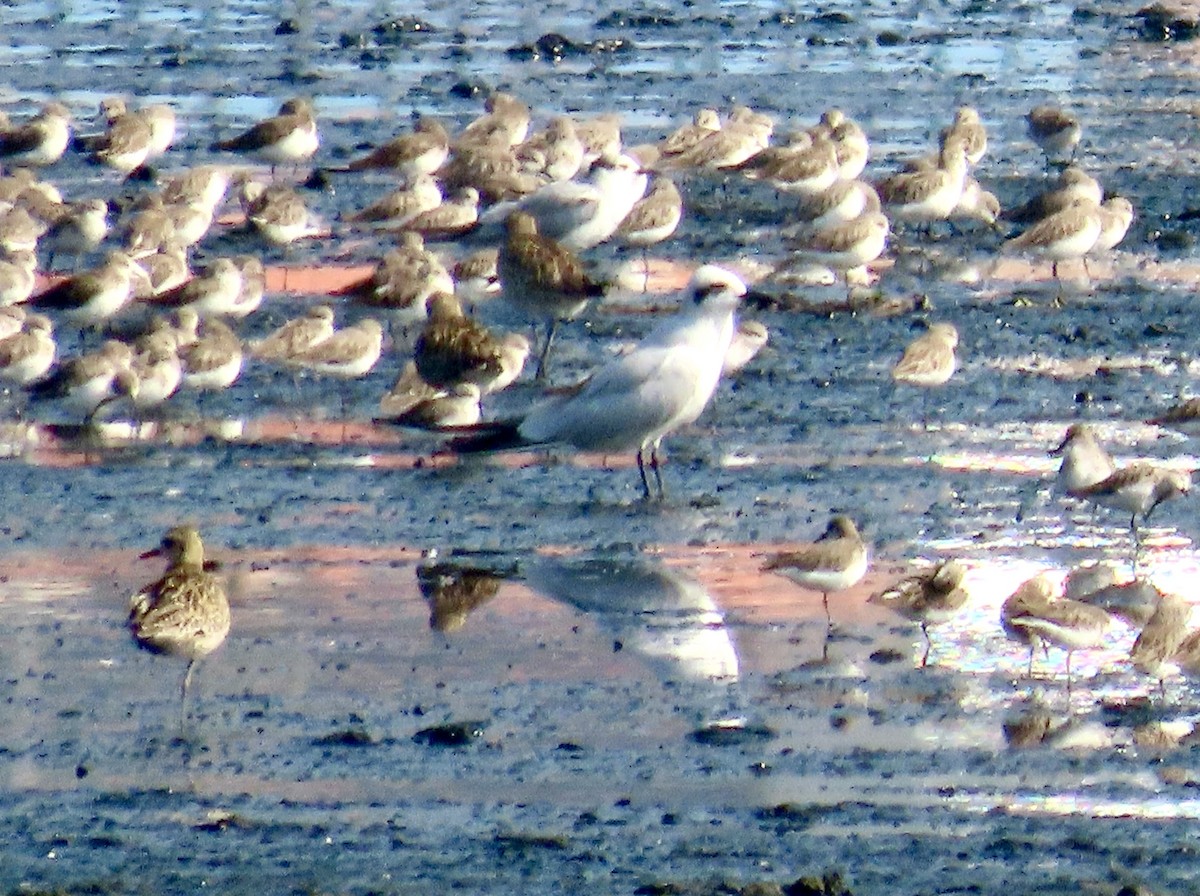 Gull-billed Tern - ML646243881