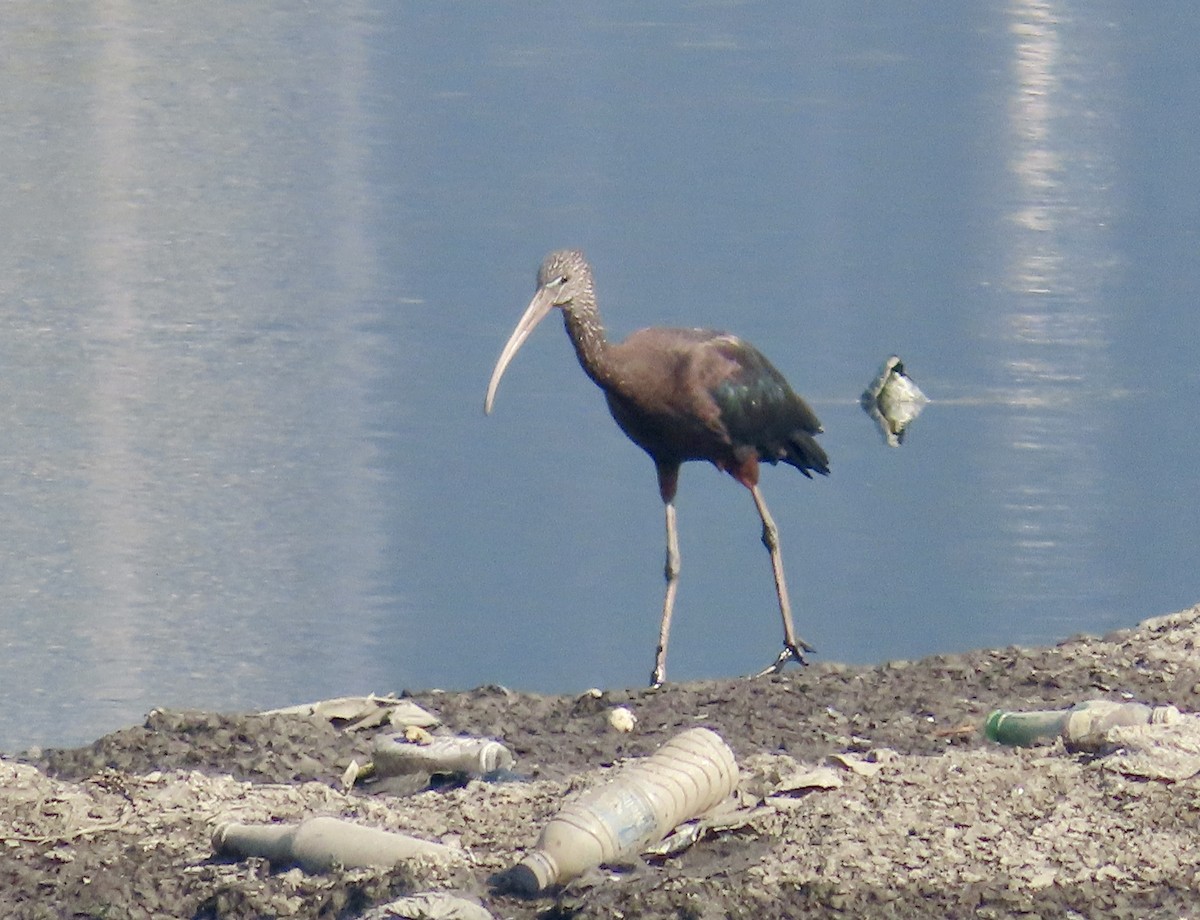 Glossy Ibis - ML646243888