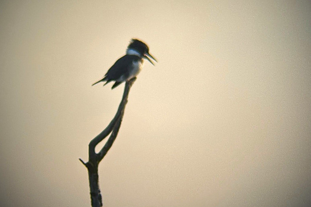 Belted Kingfisher - ML646243890