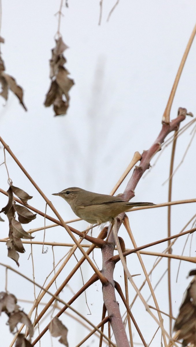 עלווית כהה - ML646243902