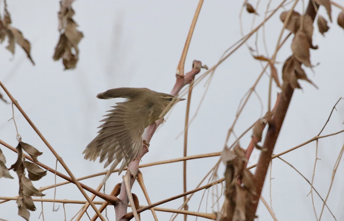 עלווית כהה - ML646243903
