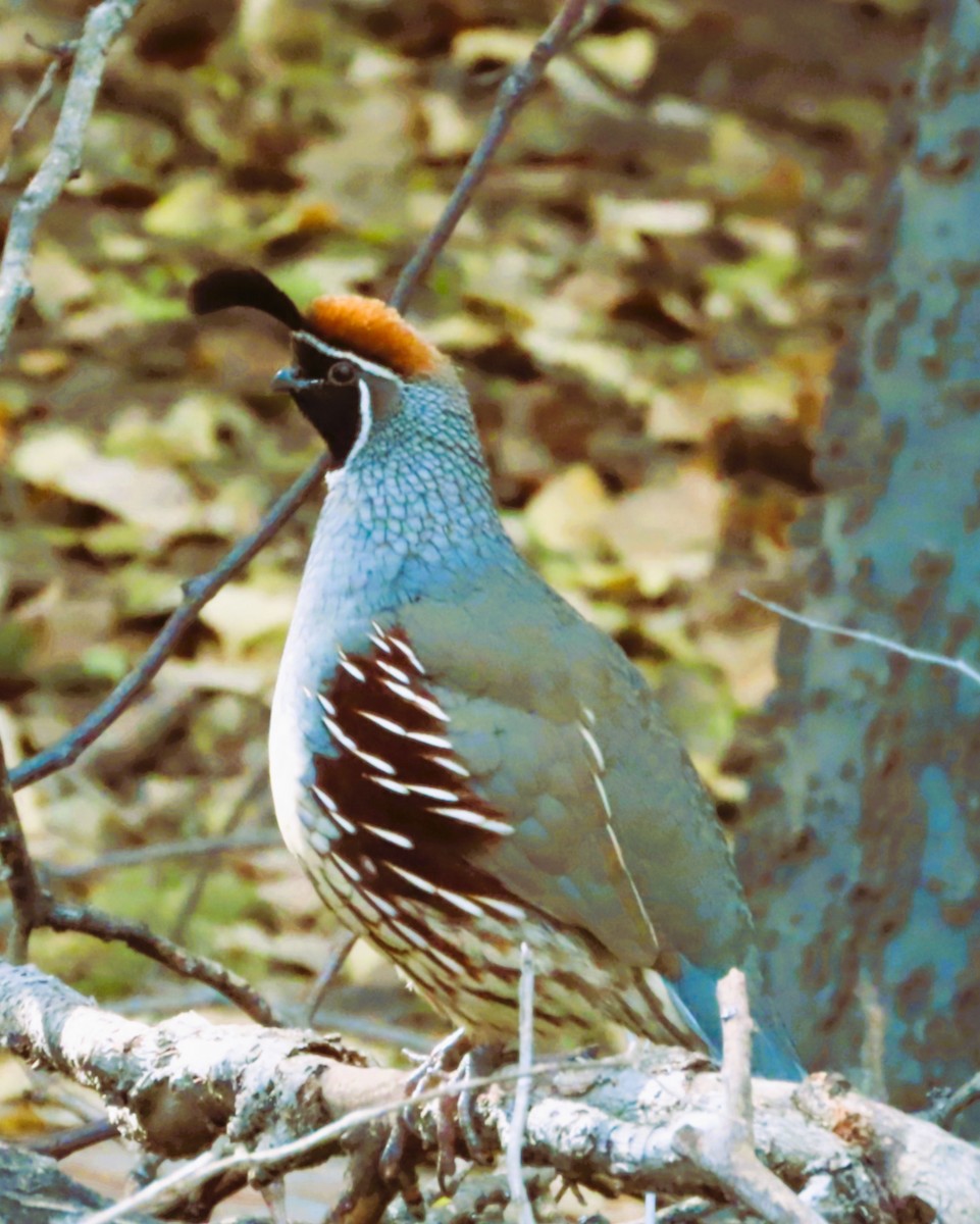 Gambel's Quail - ML646243907