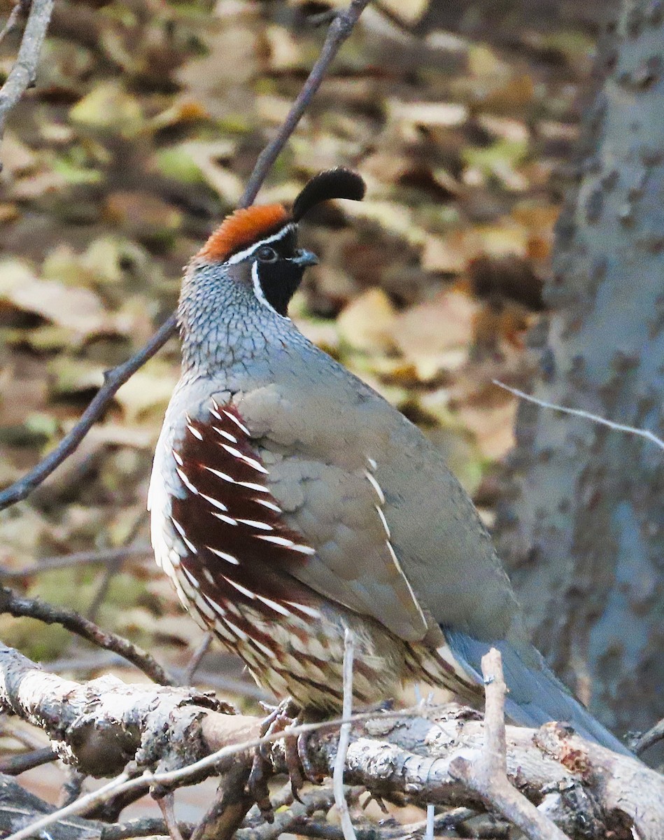 Gambel's Quail - ML646243908